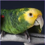 Read more about the article A Parrot That Talks Like a Sailor