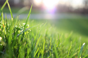 Read more about the article How Green Is Your Grass?