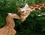 Read more about the article Tough Love for Giraffes!