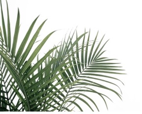 Read more about the article Happy Palm Sunday!!