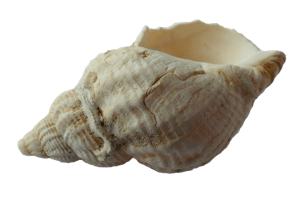 Read more about the article Hear the Ocean in a Seashell