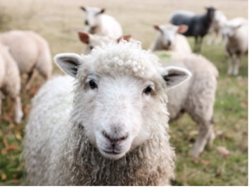 Read more about the article Sheep Are Followers!