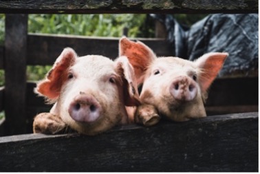 Read more about the article Pigs Get Slaughtered!